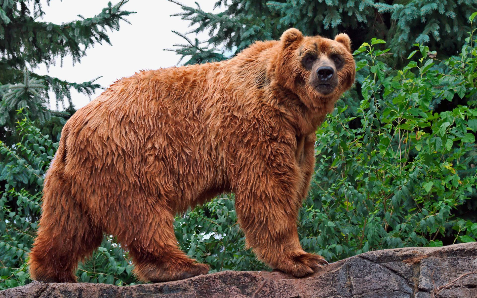 Kodiak Bear963461416 - Kodiak Bear - Kodiak, Bear